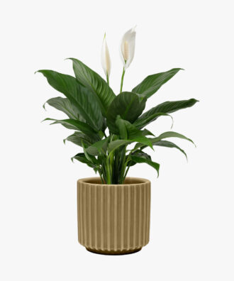 Large Ceramic Caladium Potted Plant