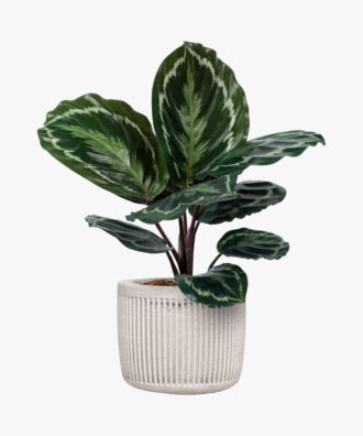 Natural, Fresh Caladium Potted Plant