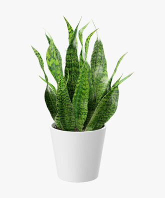 Dracaena Trifasciata Big Ornamental Plant