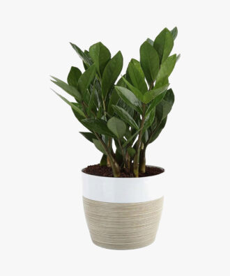 Zamioculcas Rospicta Fresh Indoor Plants